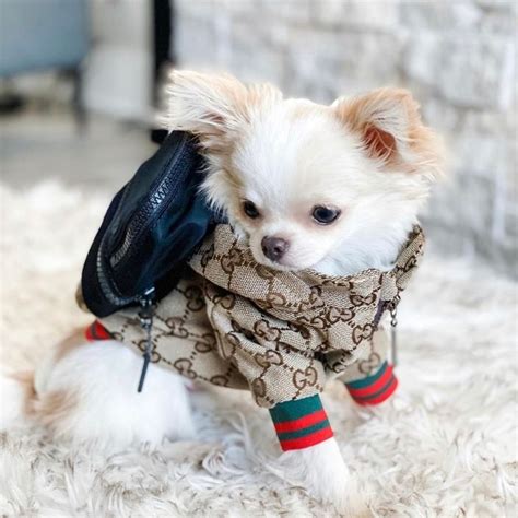 gucci dog bed|Gucci raincoat for dogs.